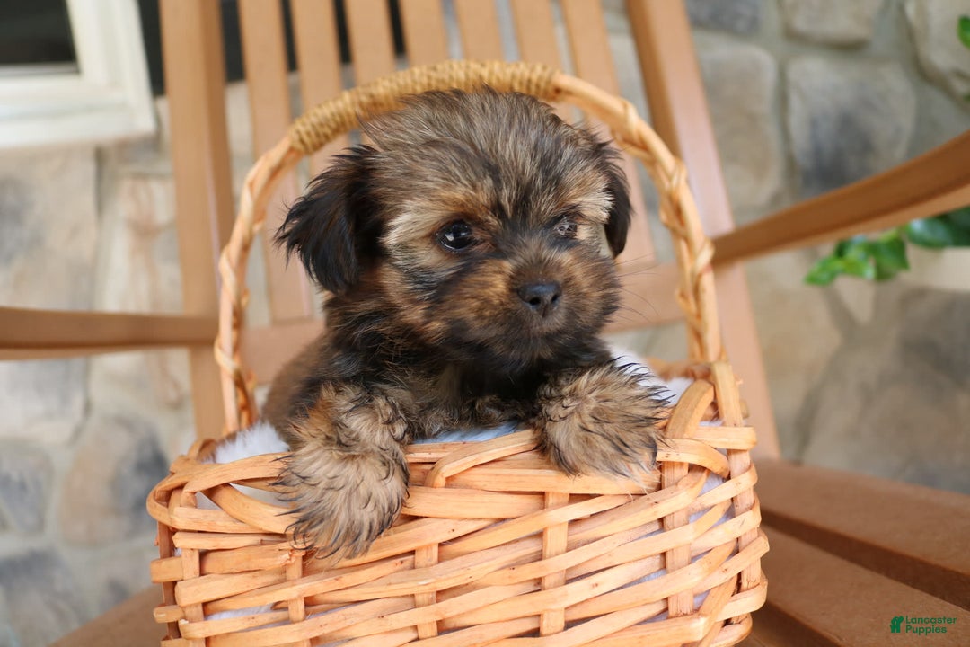 Shorkie dogs for sale: Khloe - Image 9