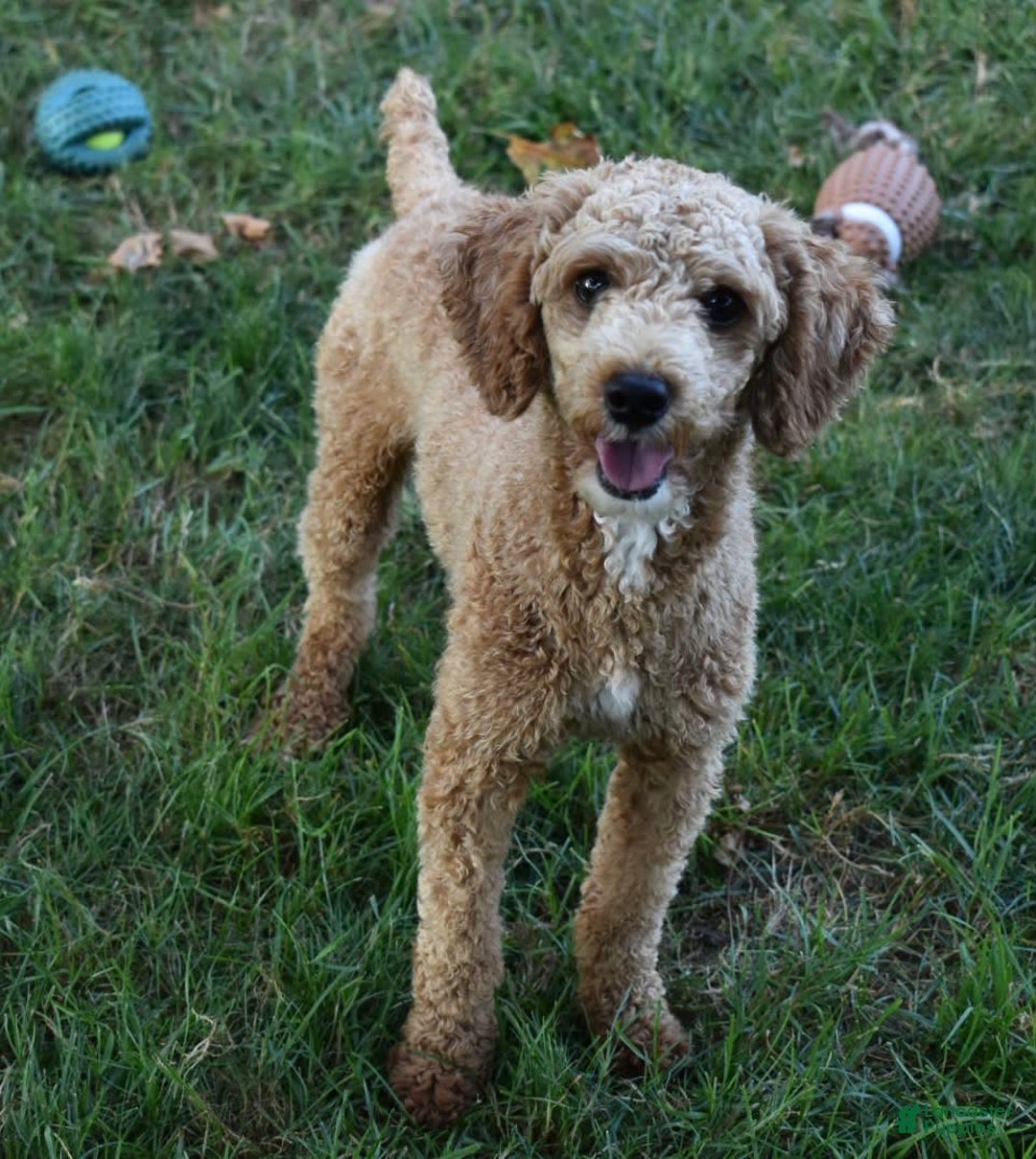 Cavapoo dogs for sale: Archie - Image 7