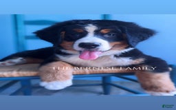 Bernese Mountain Dog dogs for sale: Female Thin Blaze - Image 10