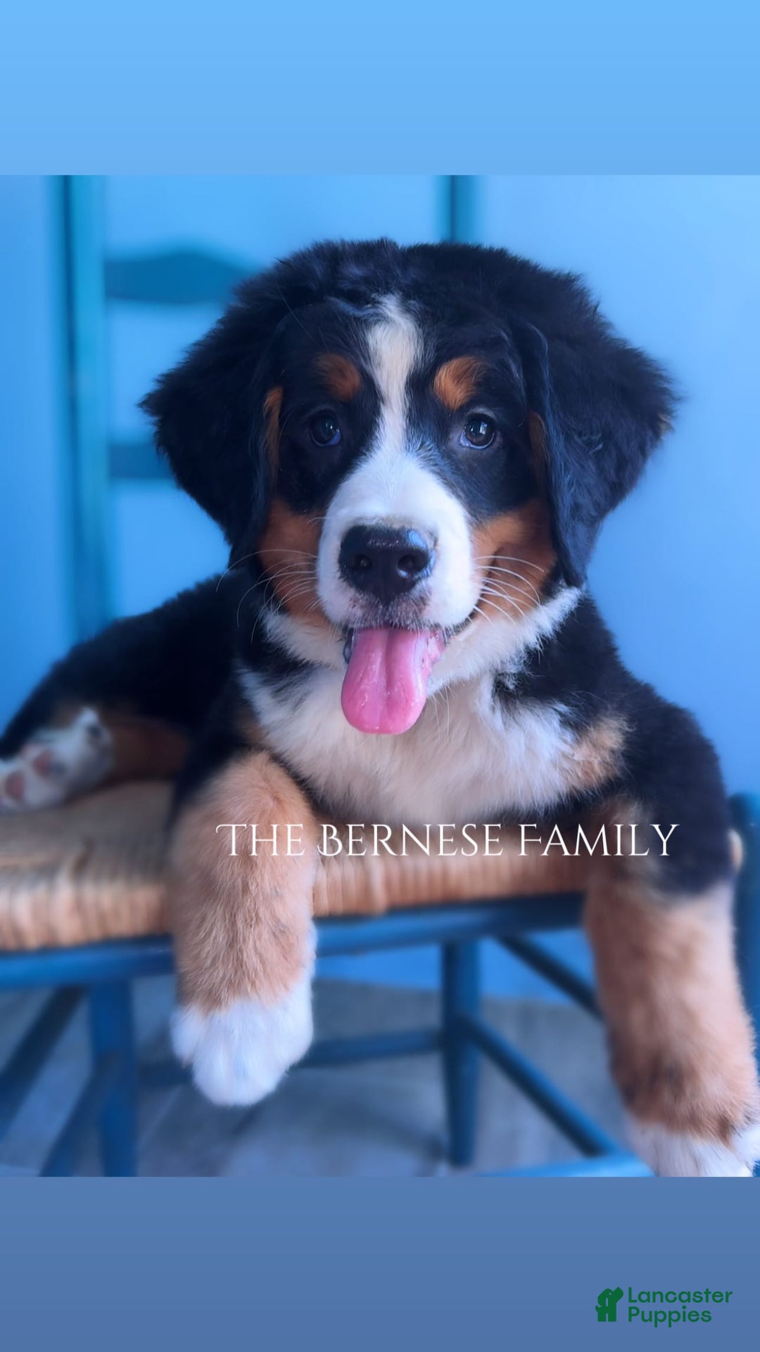 Bernese Mountain Dog dogs for sale: Female Thin Blaze - Image 10