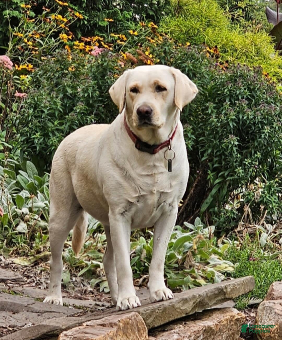 Labrador Retriever dogs for sale: Rainey - Image 2