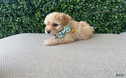 Toy Poodle dogs for sale: Tito - Image 5