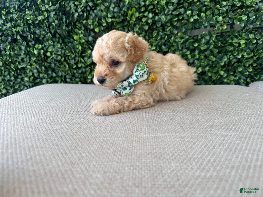 Toy Poodle dogs for sale: Tito - Image 5