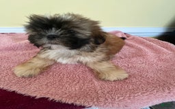 Shih Tzu dogs for sale: Shih Tzus - Image 2