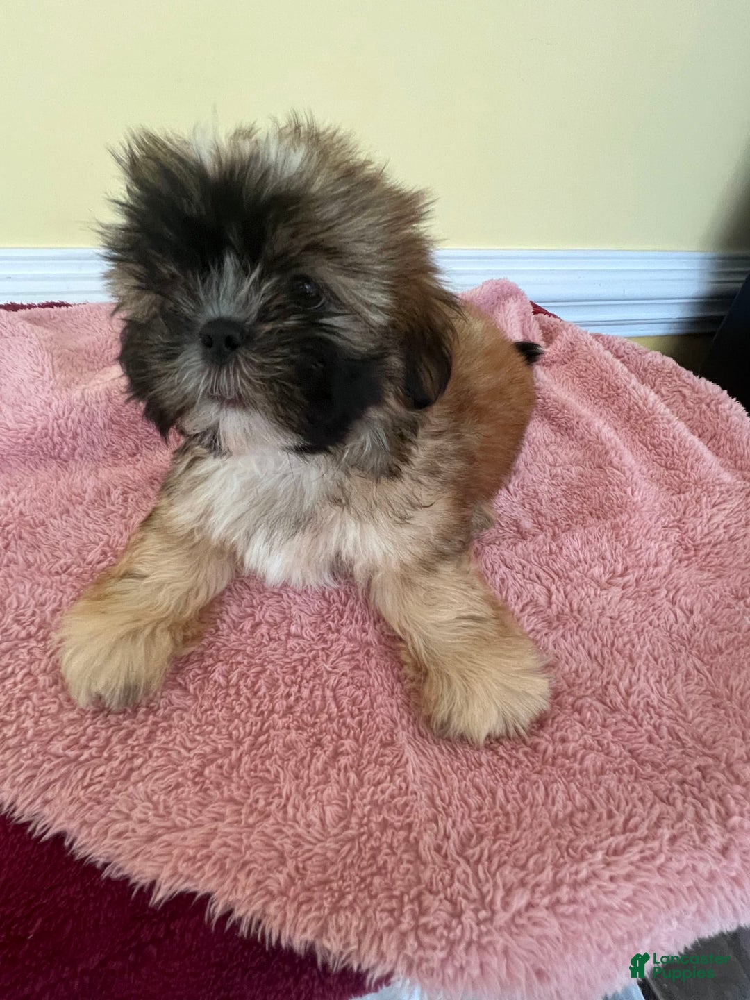 Shih Tzu dogs for sale: Shih Tzus - Image 2