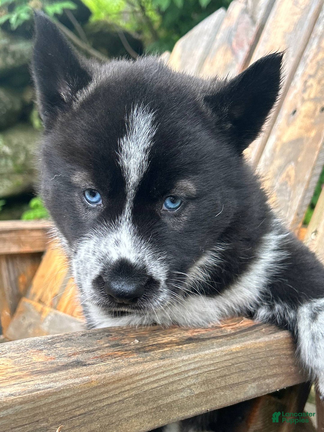 Siberian Husky dogs for sale: Akc Lincoln - Image 2