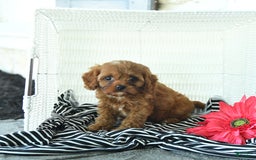 Cavapoo dogs for sale: Nixon - Image 4