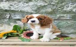 Cavalier King Charles Spaniel dogs for sale: Cavalier King Charles Spaniel 2 puppies - Image 5