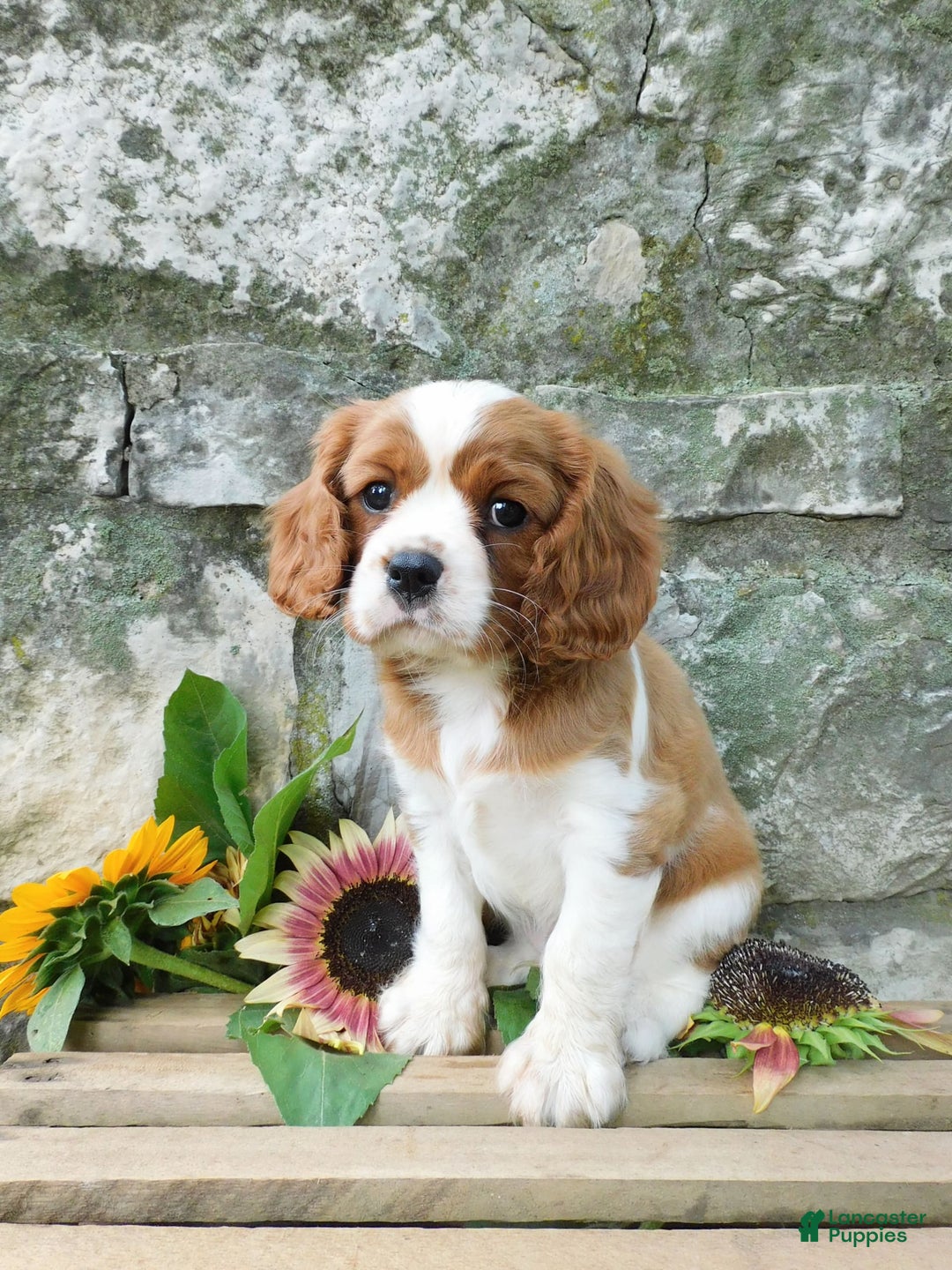 Cavalier King Charles Spaniel dogs for sale: Cavalier King Charles Spaniel 2 puppies - Image 5