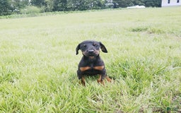 Doberman Pinscher dogs for sale: Daisy - Image 1