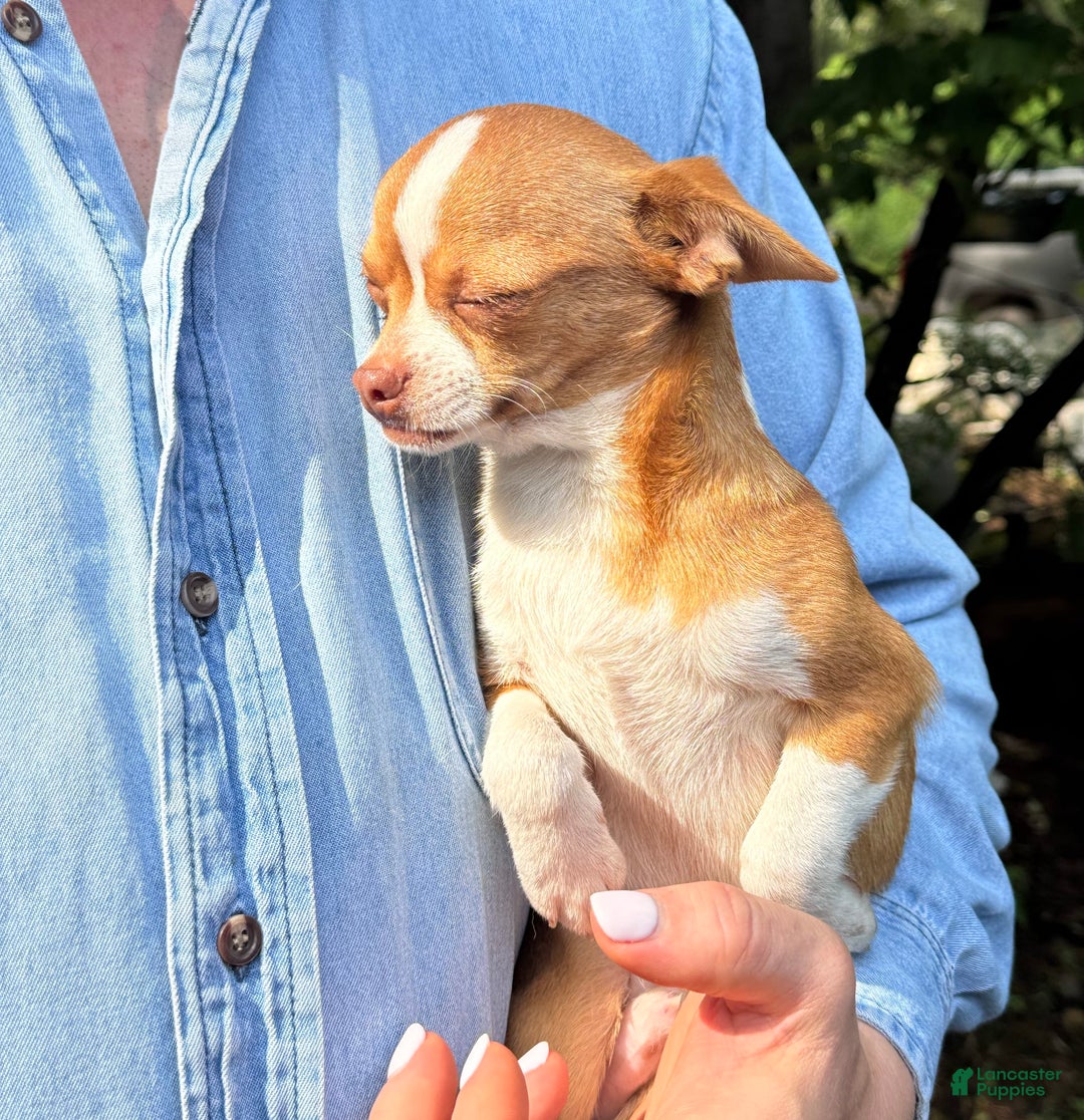 Chihuahua dogs for sale: Romeo - Image 9