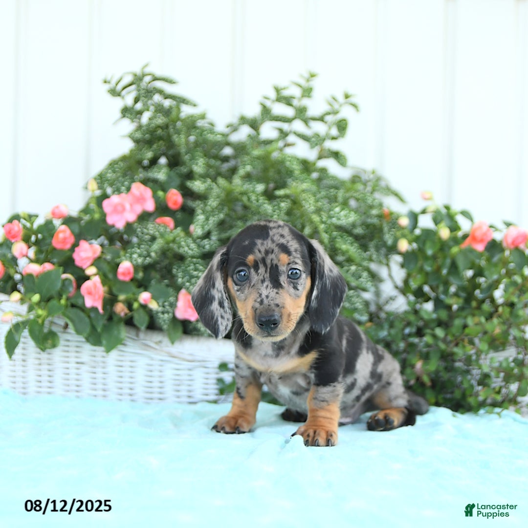 Miniature Dachshund dogs for sale: Nash - Image 5