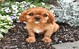 Cavalier King Charles Spaniel dogs for sale: Flossie - Image 13