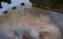 Cavachon dogs for sale: Dexter - Image 5