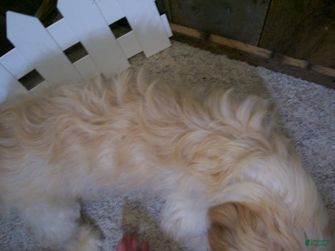 Cavachon dogs for sale: Dexter - Image 5