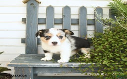 Welsh Corgi Pembroke dogs for sale: Juliet - Image 5