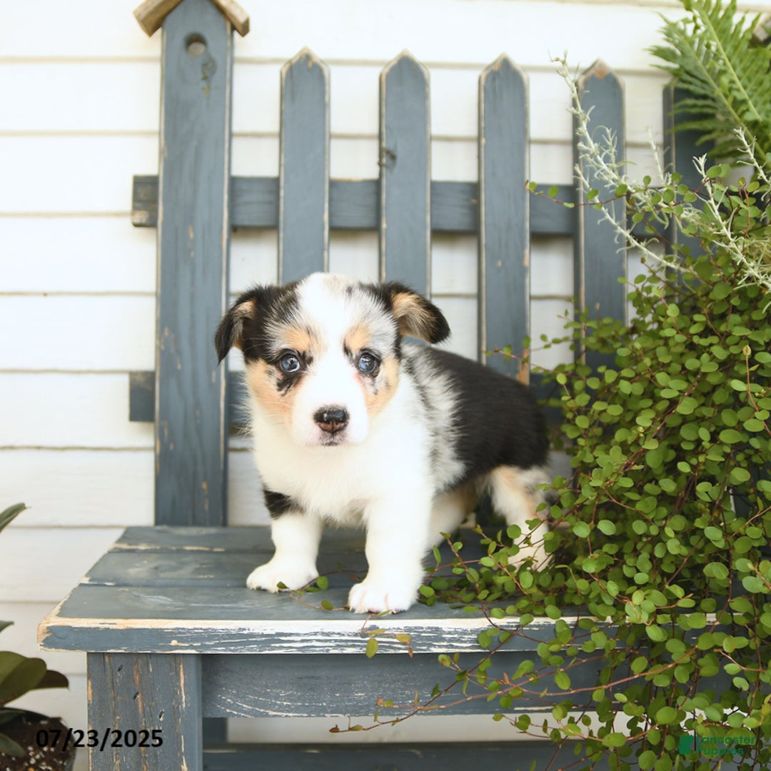 Welsh Corgi Pembroke dogs for sale: Juliet - Image 5