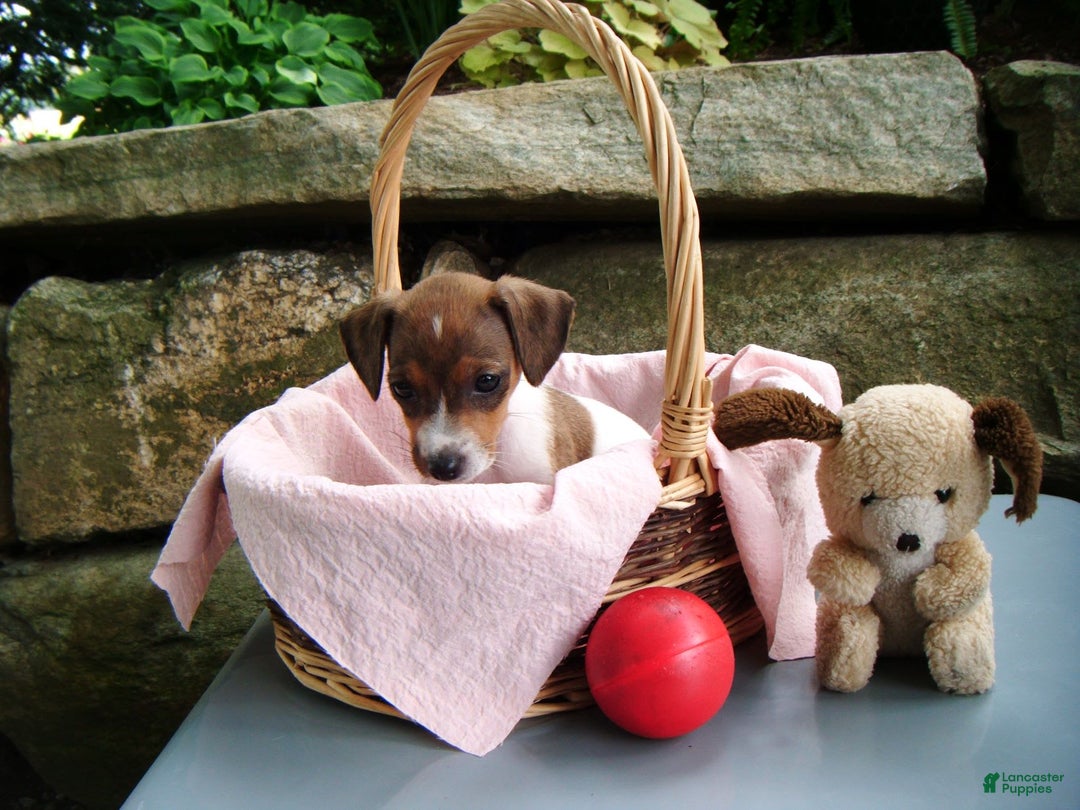 Jack Russell Terrier dogs for sale: Sparkles - Image 3