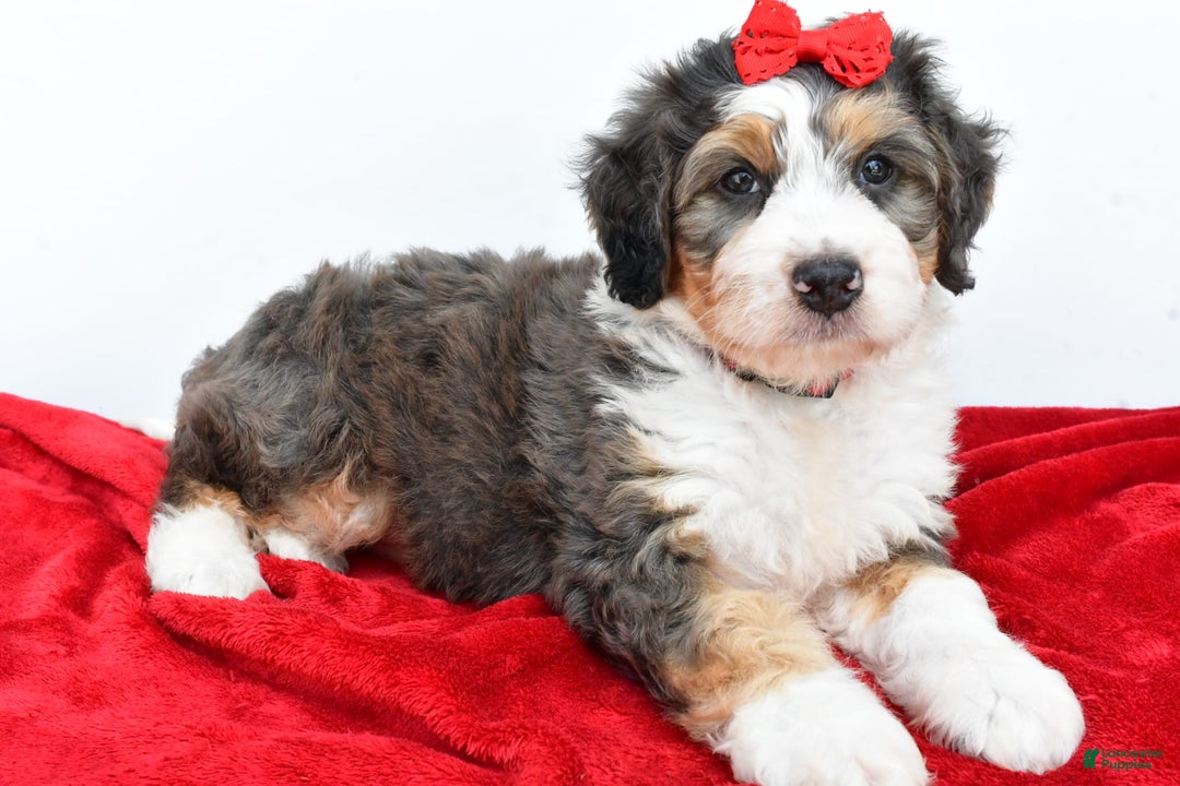 Mini Bernedoodle dogs for sale: Mini Bernedoodle 5 puppies - Image 2
