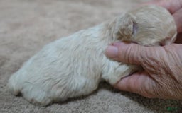 Toy Poodle dogs for sale: Nimmi Apricot - Image 13