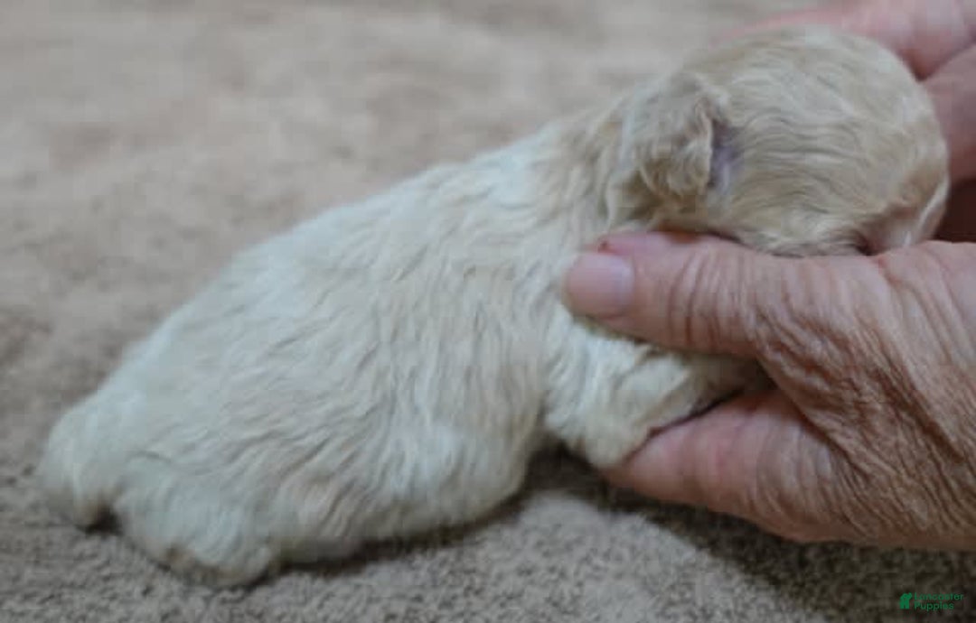 Toy Poodle dogs for sale: Nimmi Apricot - Image 13