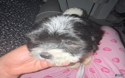 Shihpoo dogs for sale: Melon - Image 4