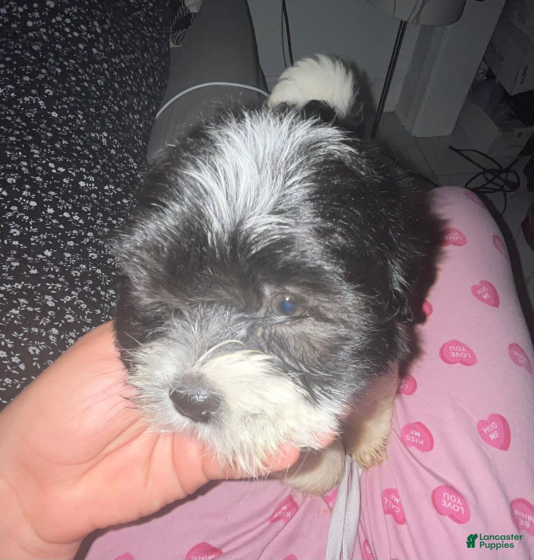 Shihpoo dogs for sale: Melon - Image 4