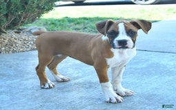 Boxer dogs for sale: Faithful - Image 2
