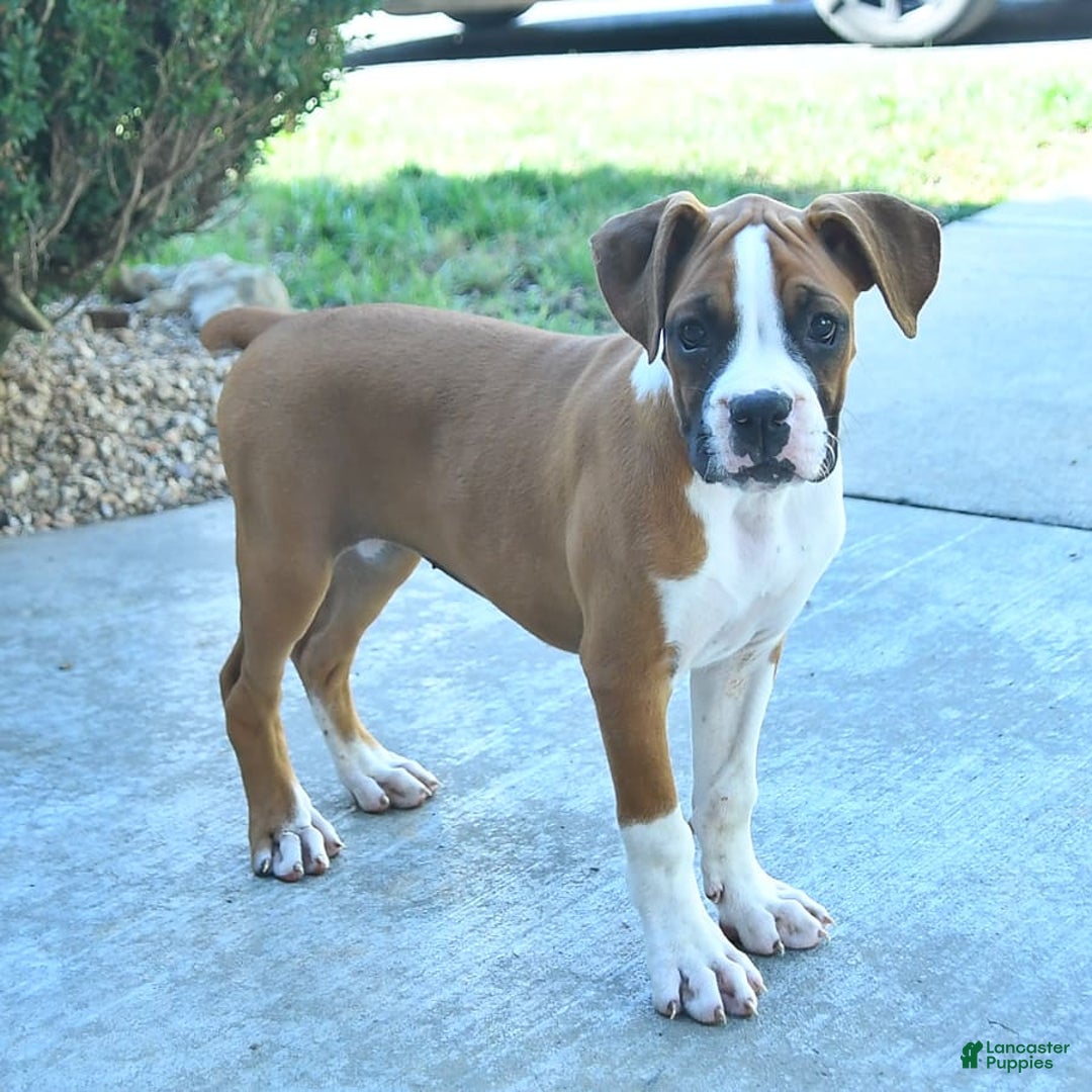Boxer dogs for sale: Faithful - Image 2