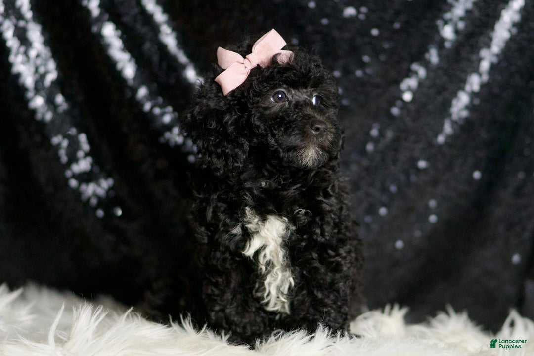 Miniature Poodle dogs for sale: Raven - Image 7