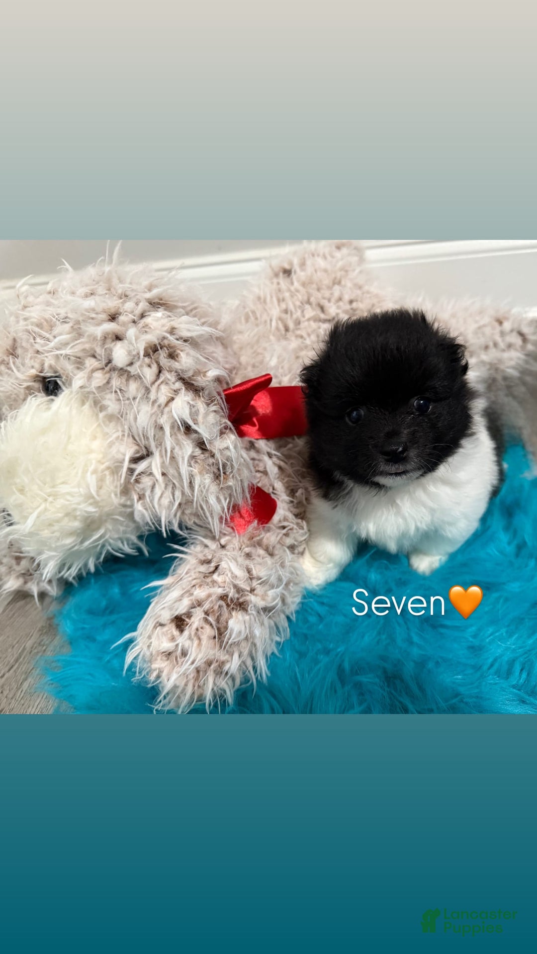 Pomeranian dogs for sale: Pomeranian 4 puppies - Image 4