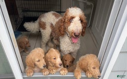 Goldendoodle dogs for sale: Baby Blue - Image 2