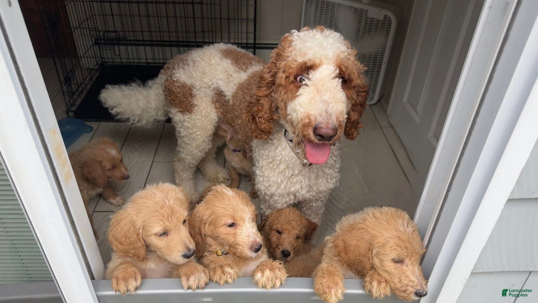 Goldendoodle dogs for sale: Baby Blue - Image 2