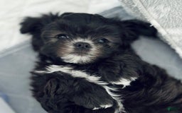Maltipoo dogs for sale: Johnny - Image 2