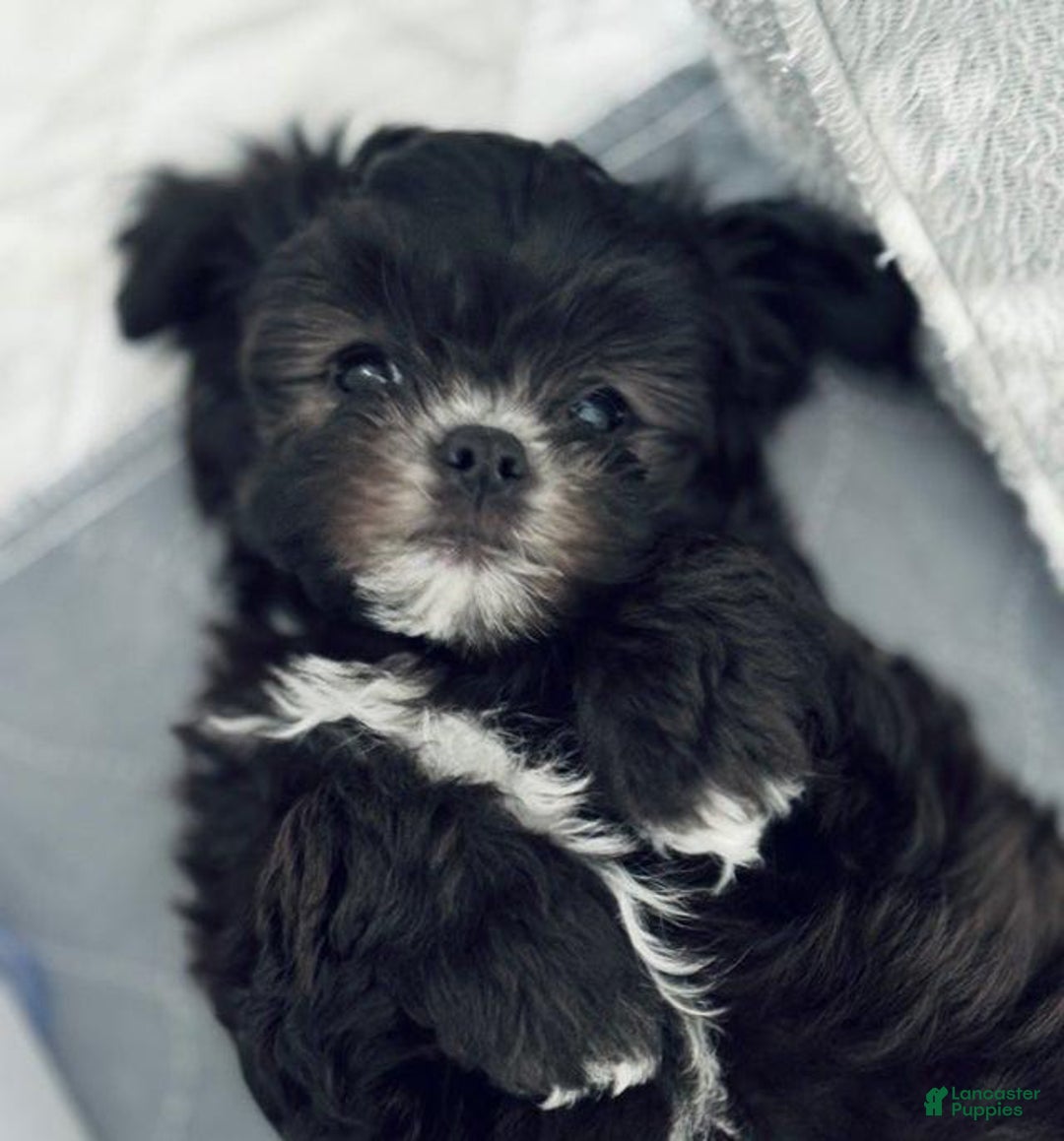 Maltipoo dogs for sale: Johnny - Image 2