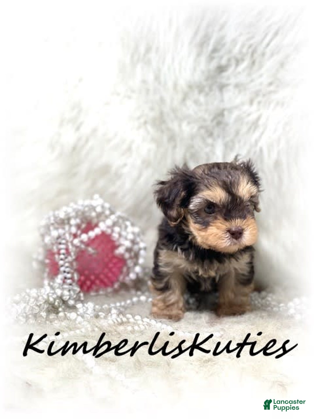 Yorkiepoo dogs for sale: Little Bendy - Image 1