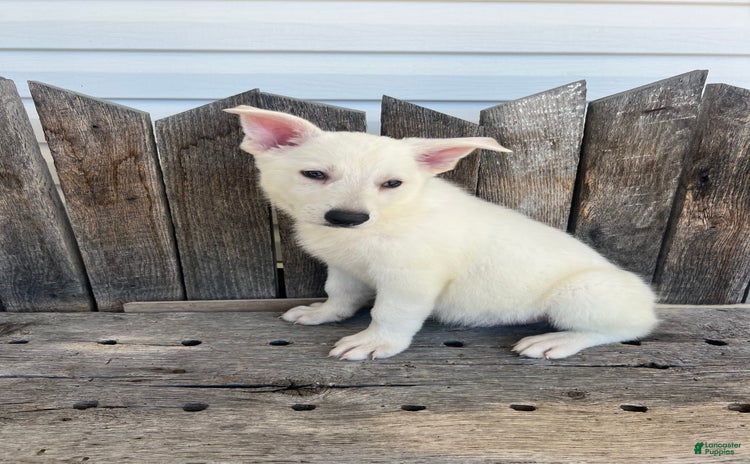 German Shepherd dogs for sale - Ad 1