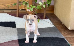 Italian Greyhound dogs for sale: Trina - Image 4