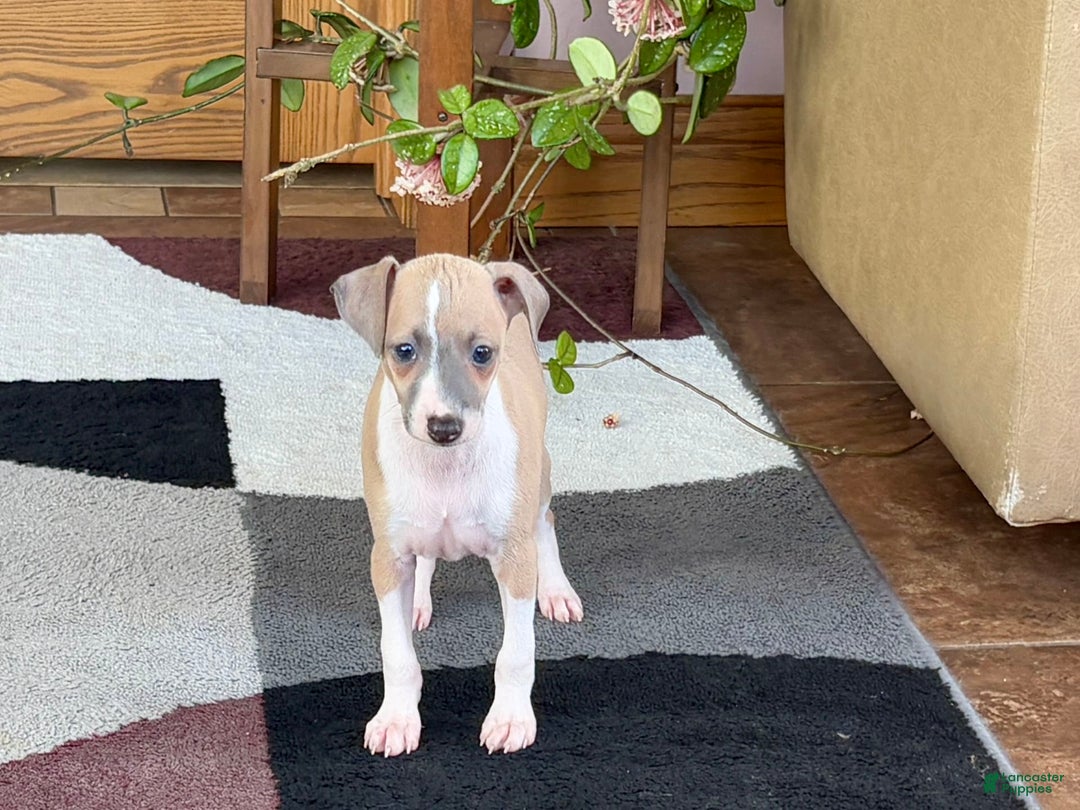Italian Greyhound dogs for sale: Trina - Image 4