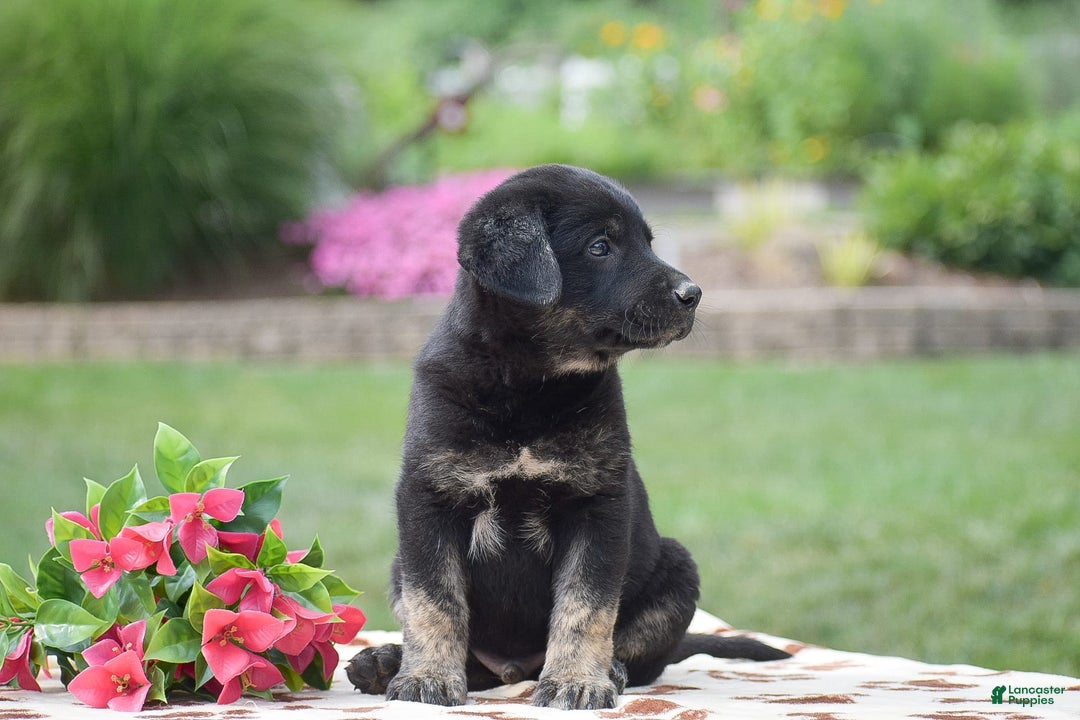 German Shepherd dogs for sale: Anthony - Image 4