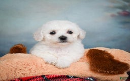 Bichon Frise dogs for sale: Sophia - Image 5