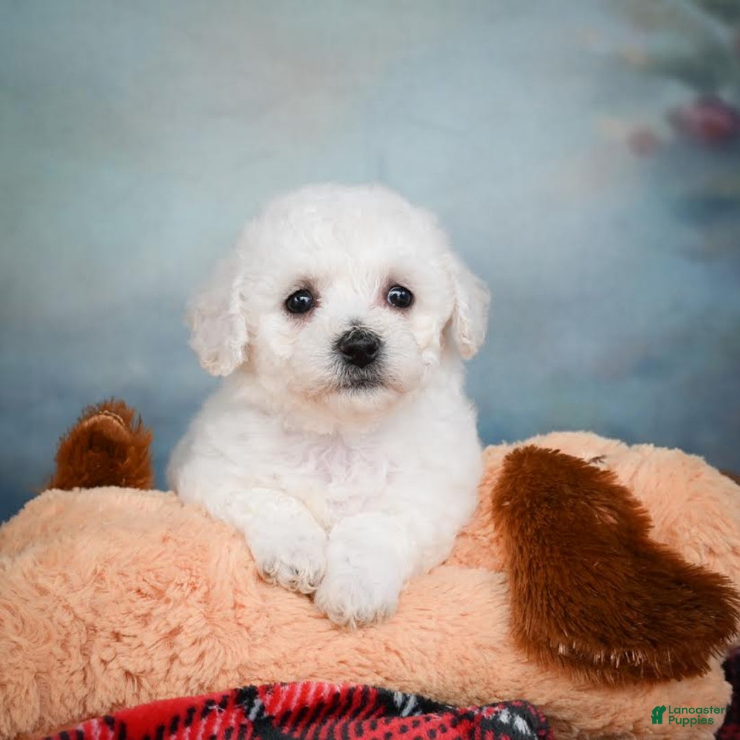 Bichon Frise dogs for sale: Sophia - Image 5