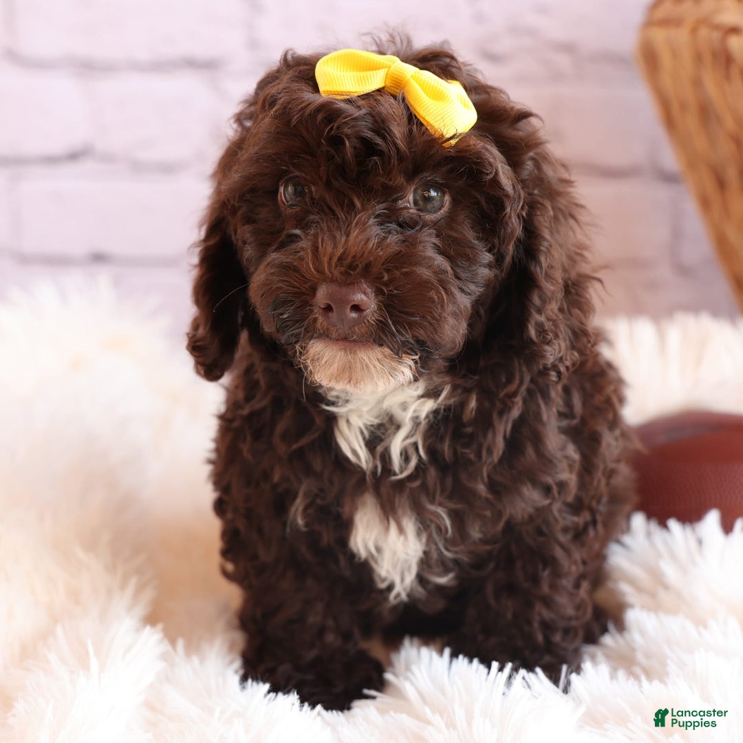 Cockapoo dogs for sale: Bess - Image 13