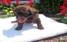 Toy Poodle dogs for sale: Buffy - Image 9