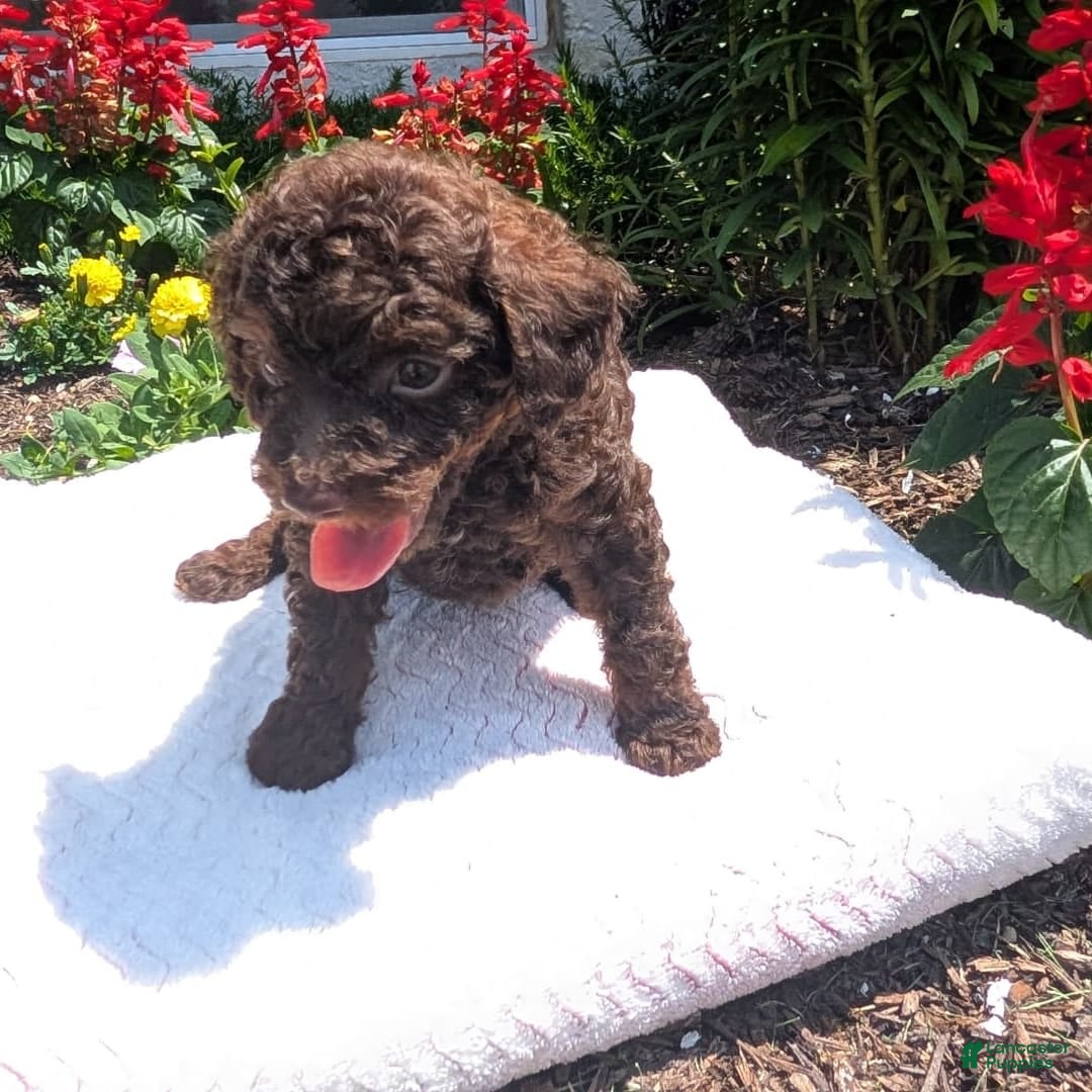 Toy Poodle dogs for sale: Buffy - Image 9
