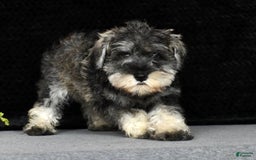 Miniature Schnauzer dogs for sale: Rosemary - Image 7