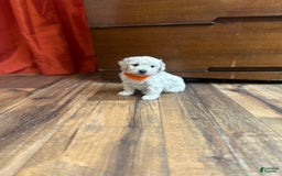 Bichpoo dogs for sale: Grady - Image 2