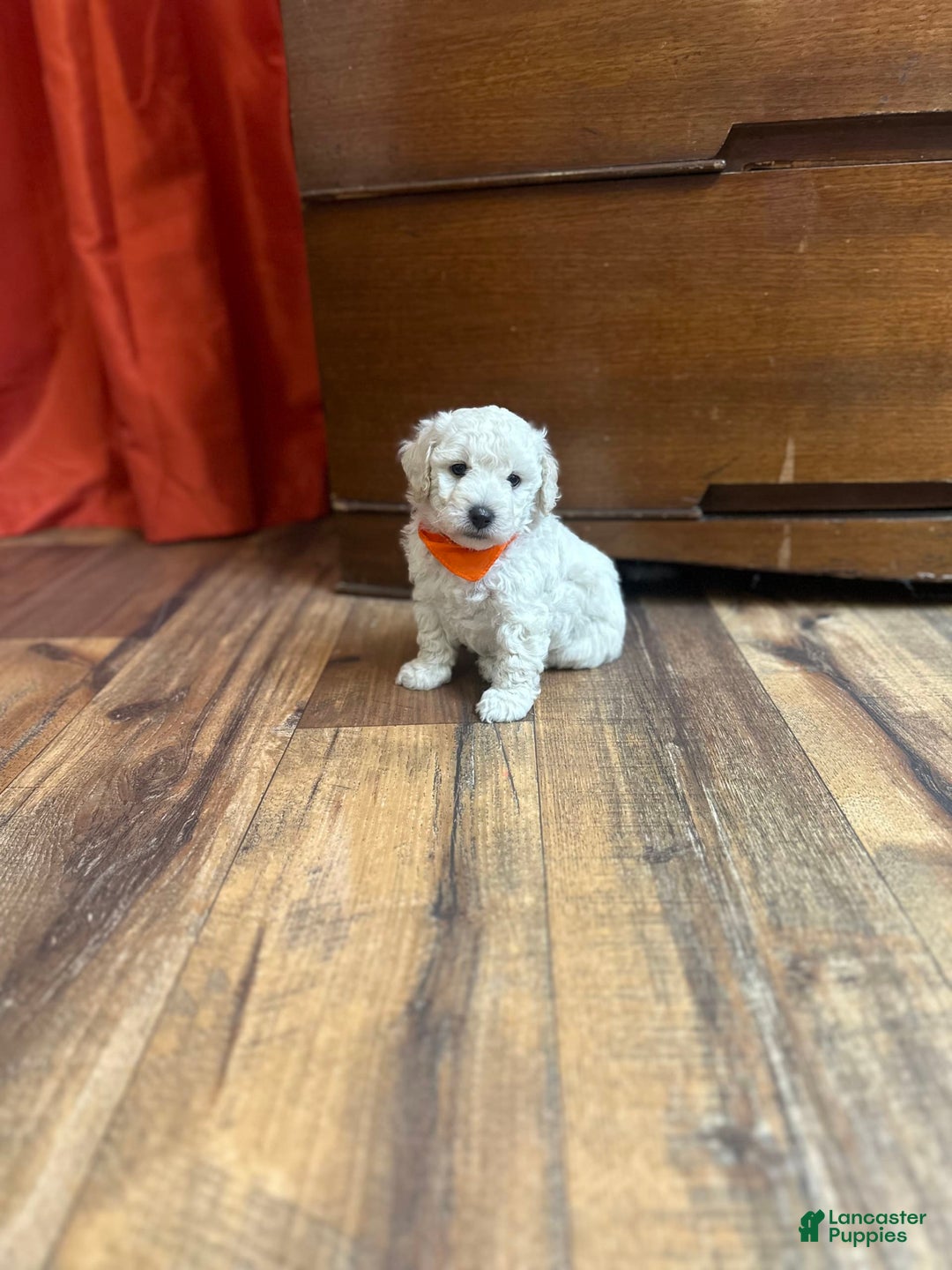 Bichpoo dogs for sale: Grady - Image 2