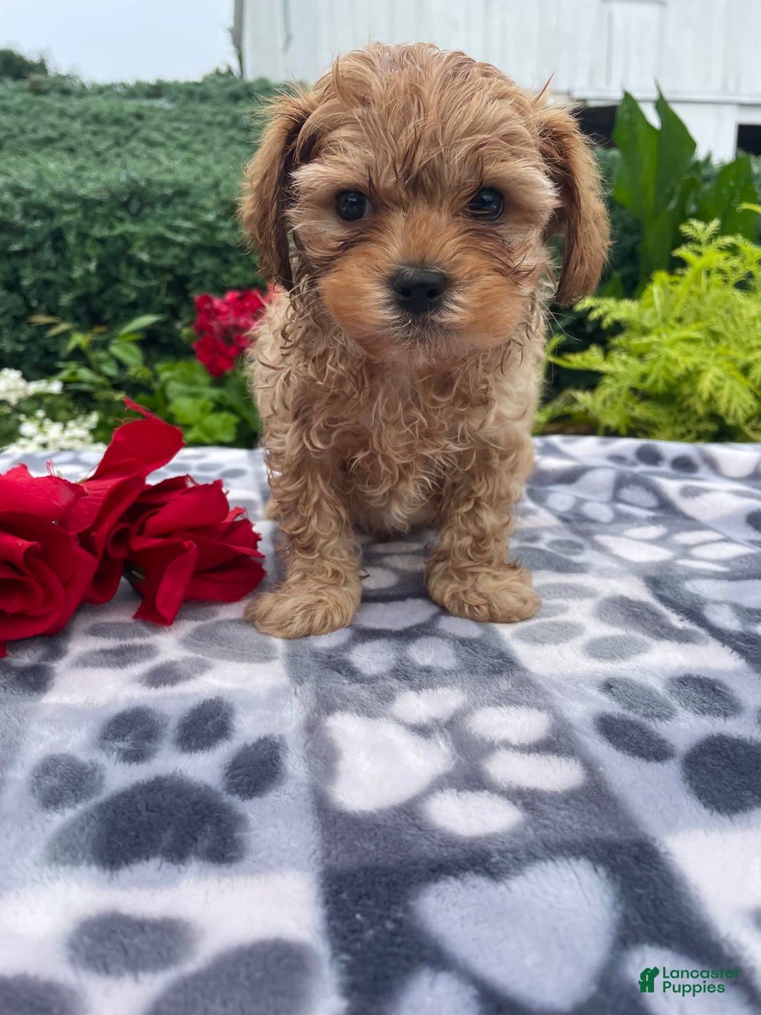 Cavachon dogs for sale: Sammy - Image 7