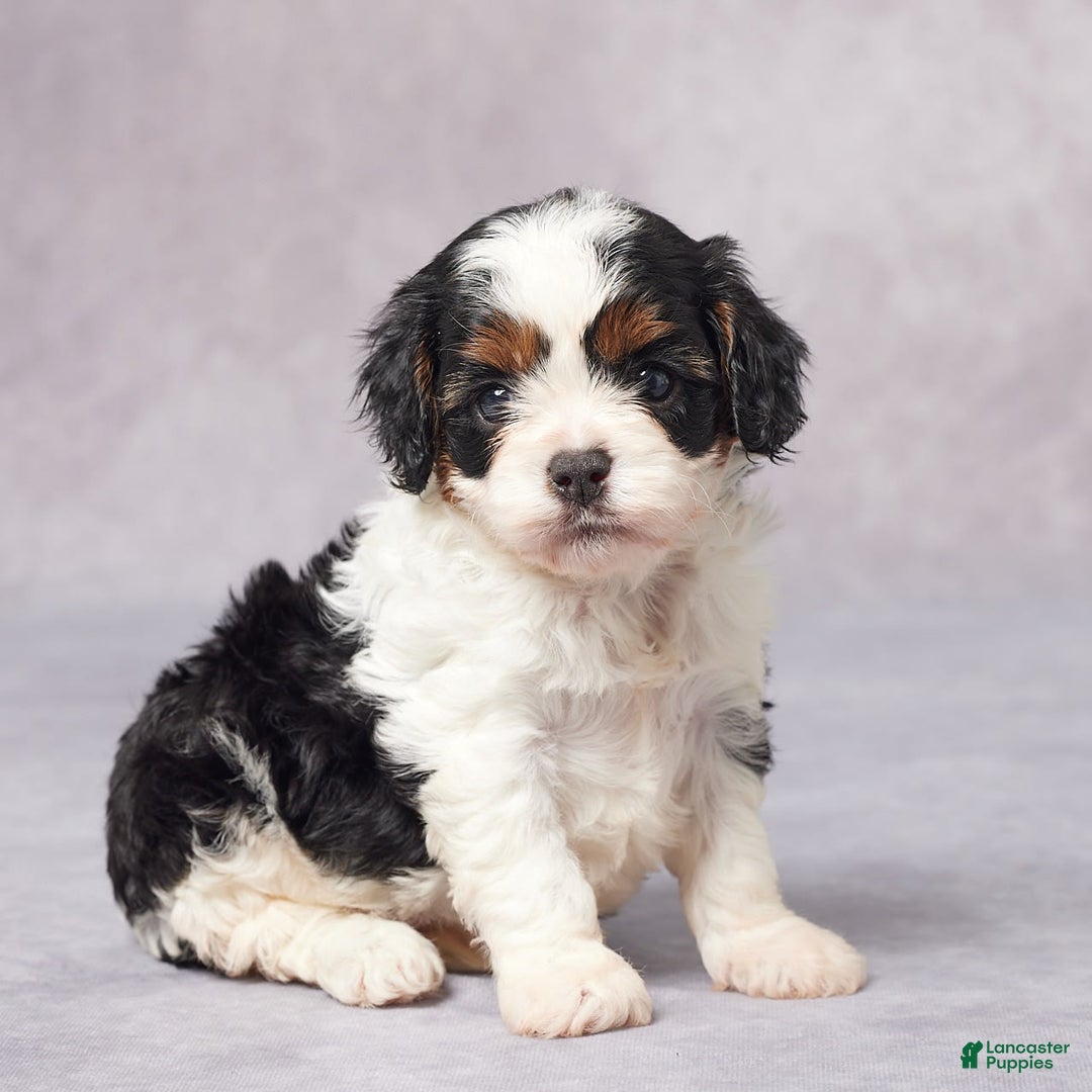 Cavapoo dogs for sale: Ella - Image 4